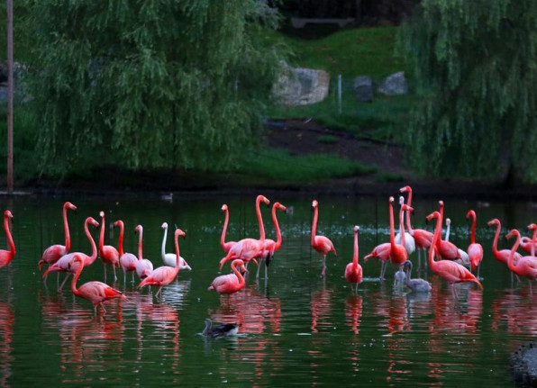 Shekvetili Park