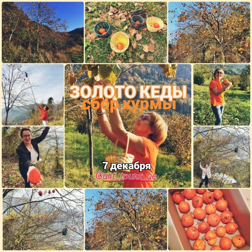 რთველი 2025 მთიან აჭარაში ArtToutGe-სთან ერთად