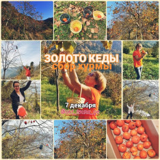 რთველი 2025 მთიან აჭარაში ArtToutGe-სთან ერთად