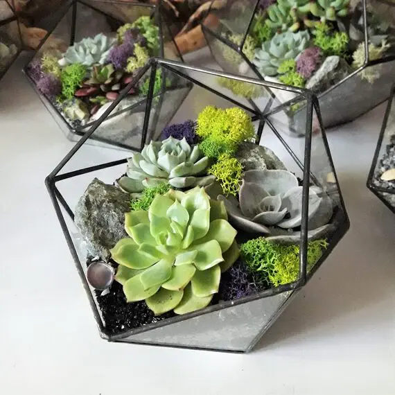 Master Class: Succulent Composition