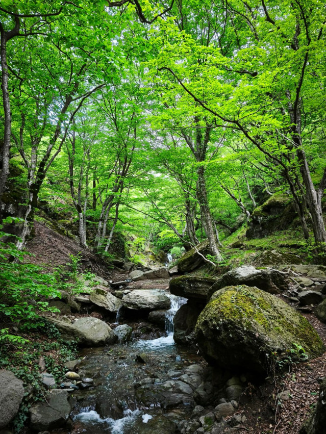 Easy Hike Through the Atmospheric Forest to Armazi Fortress with Hiking_garden