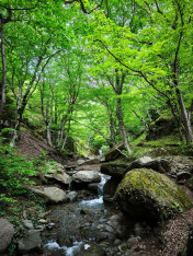 Easy Hike Through the Atmospheric Forest to Armazi Fortress with Hiking_garden