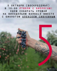 Rtveli with a Biologist! We’re heading to Barbale Winery to join the grape harvest — together with biologist Alexey Sivukhin