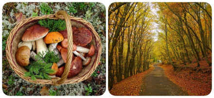 Let's go mushroom picking in the Kodjori forests with a mushroom expert georgian__adventures