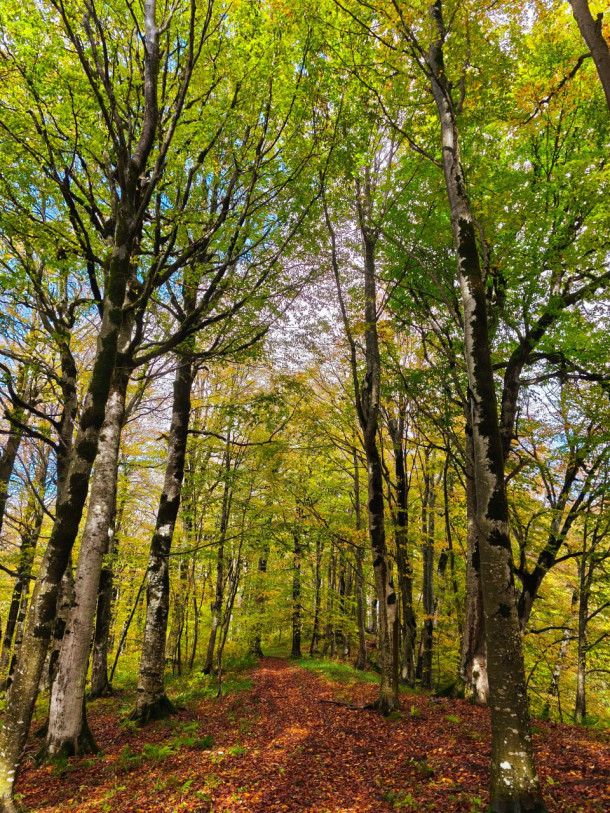 Hike through Sabaduri Forest, Bear Sanctuary & Non-Alcoholic Mulled Wine (Sad)