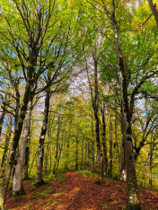 Hike through Sabaduri Forest, Bear Sanctuary & Non-Alcoholic Mulled Wine (Sad)