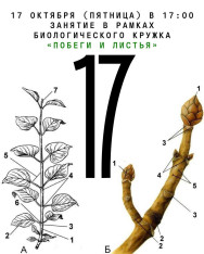 Biology Club Activity for Teenagers: 