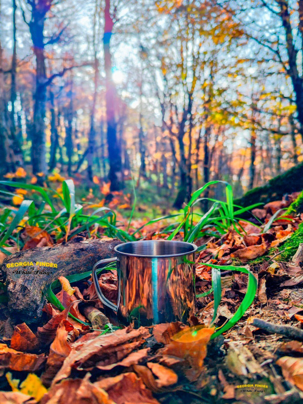 Hike: Sabaduri Forest with Georgia Finder