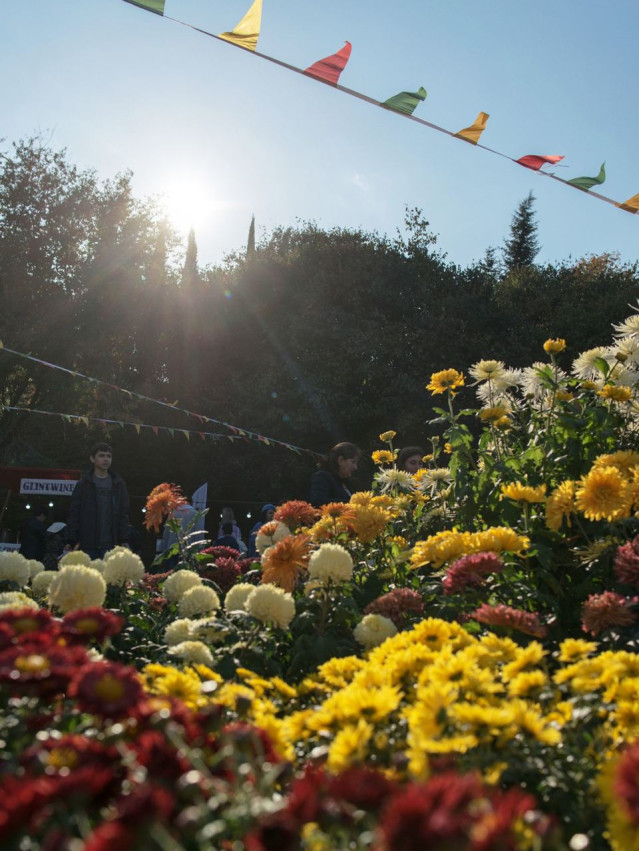 The Botanical Garden Published the Program for the Chrysanthemum Days