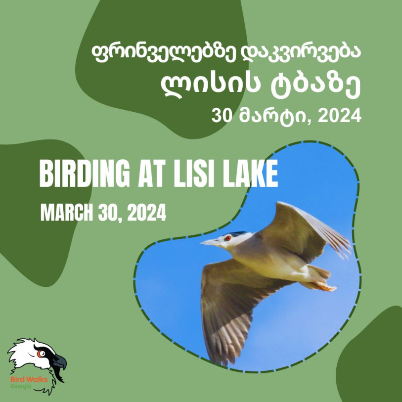 Birdwatching at Lisi Lake