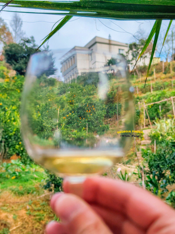 Tour: In Search of Oranges