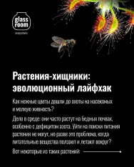 Хищное болотце своими руками на мастер-классе