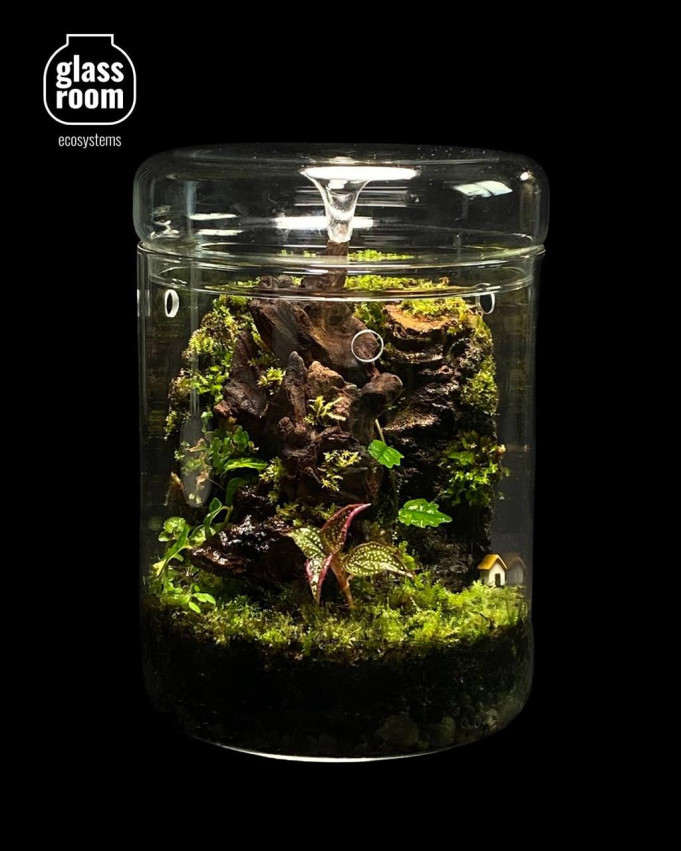 Create your own florarium in Tbilisi this Sunday