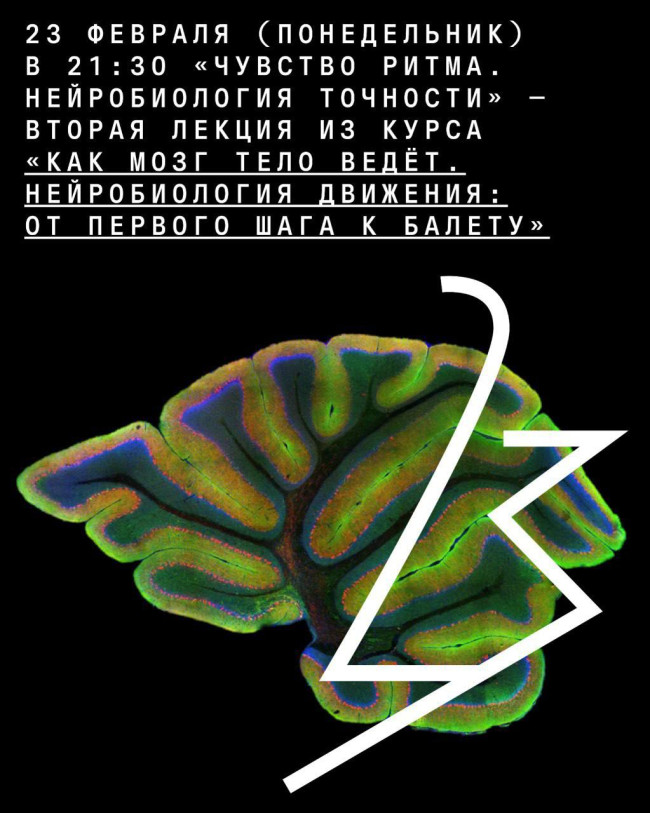 ონლაინ-ლექცია სერგეი ლოპატინის — „რიტმის შეგრძნება. სიზუსტის ნეირობიოლოგია“