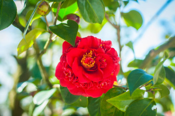 Camellia Exhibition at the Batumi Botanical Garden