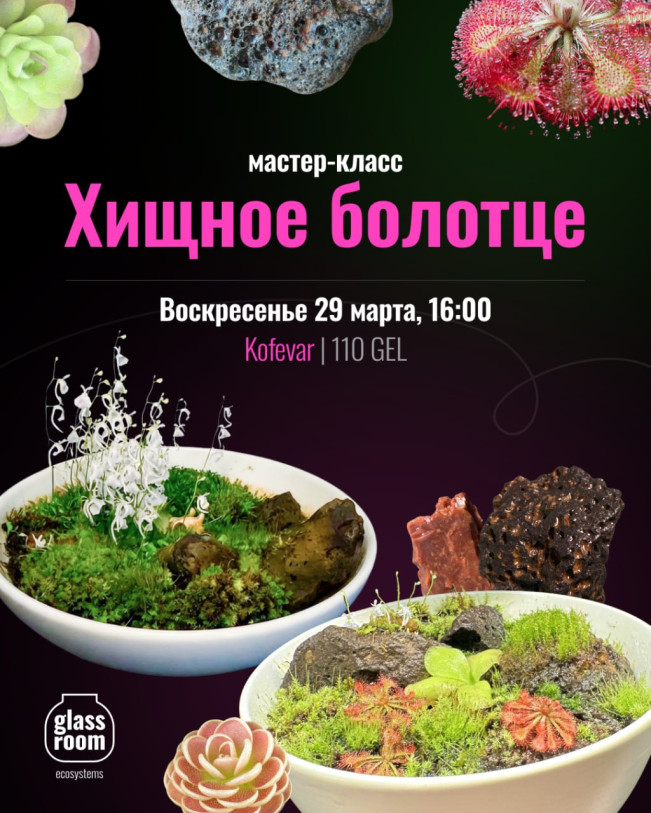 Carnivorous Mini Swamp at the @glassroom_ecosystems Workshop