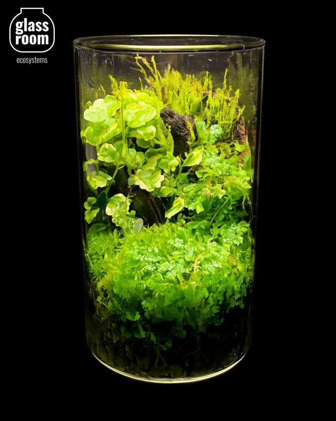 Моссариум с тропинкой - создай живую декорацию с @glassroom_ecosystems