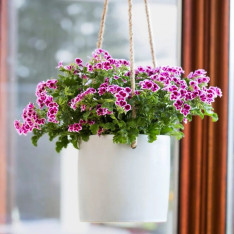 სეზონური ყვავილები ქოთანში