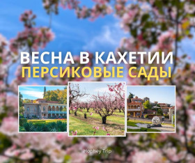 ВЕСНА В КАХЕТИИ. ПЕРСИКОВЫЕ ПОЛЯ Hophey trip