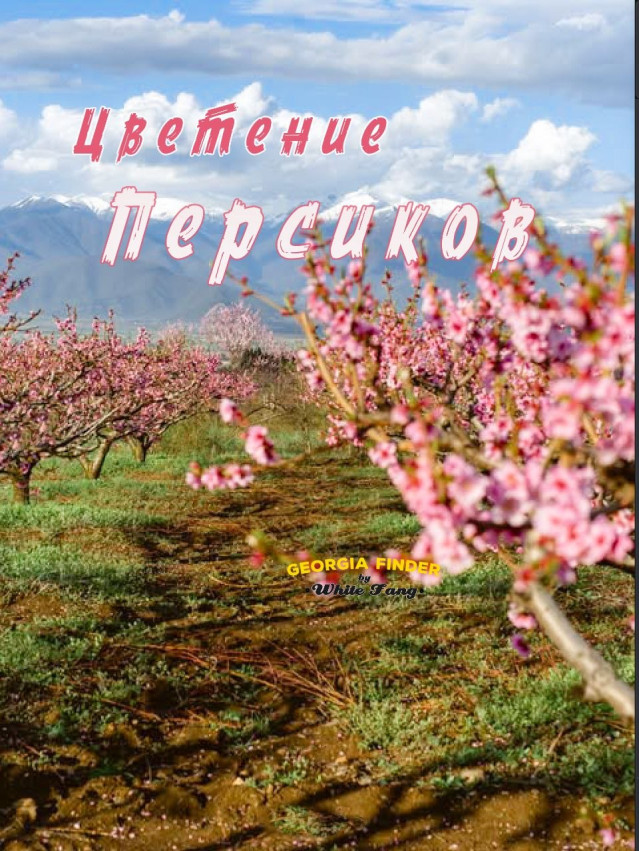 კახეთი: ატმის ყვავილობა