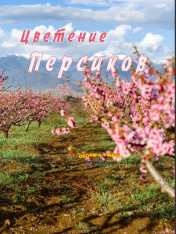 Kakheti: Peach Blossom Season