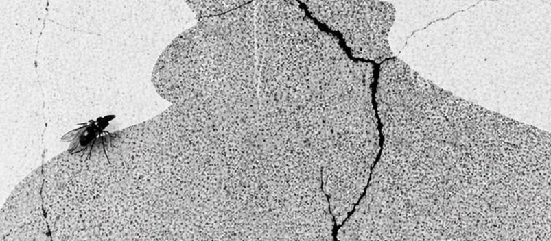 კაცია, ადამიანი