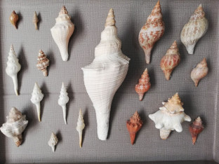 აბრეშუმის მუზეუმი ბიოლოგიის მეცნიერებათა კანდიდატ ზოია გრუშეცკაიასთან ერთად