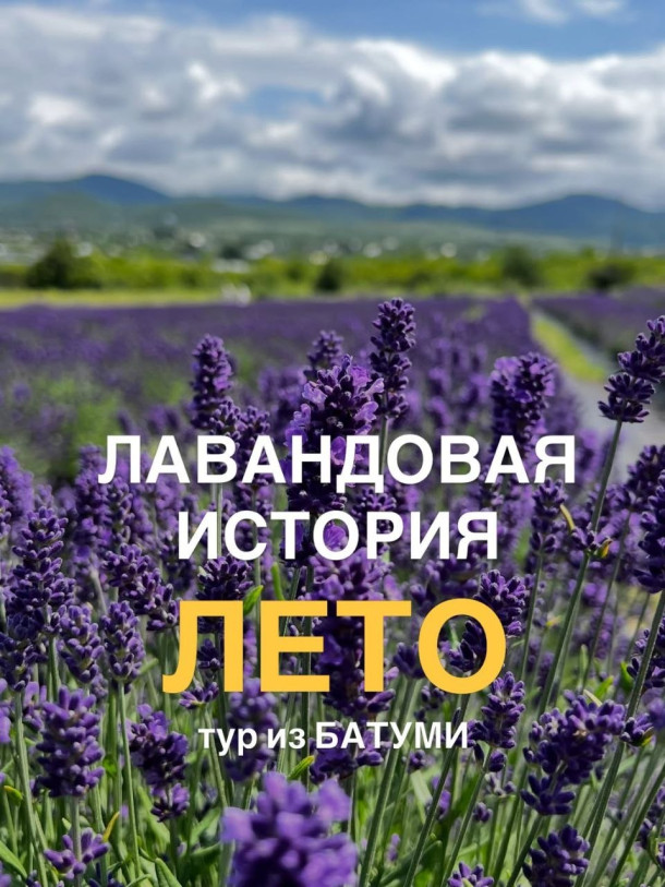 LAVENDER STORY