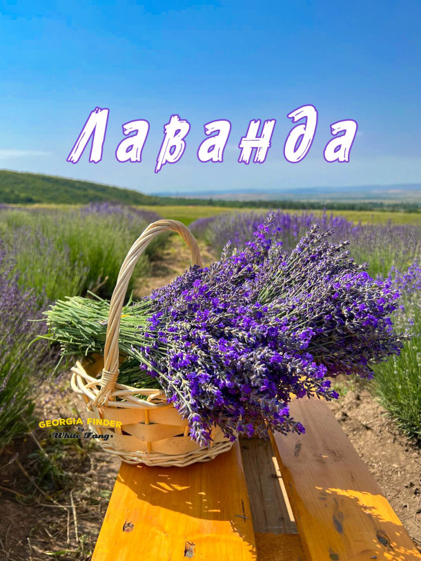 Lavender & Antiquity