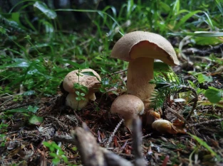Mushroom Foraging in Bakhmaro