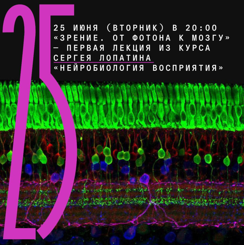 25 ივნისს (სამშაბათს) 20:00 საათზე „ხედვა. ფოტონიდან ტვინამდე