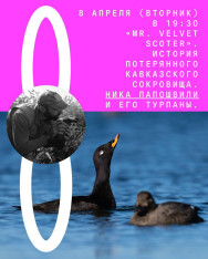 «Mr. Velvet Scoter. История потерянного кавказского сокровища». Ника Папошвили и его турпаны