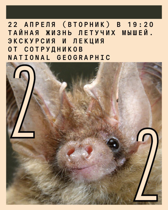 ლექცია ქალაქში: 