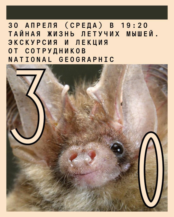 Urban Lecture: The Secret Life of Bats
