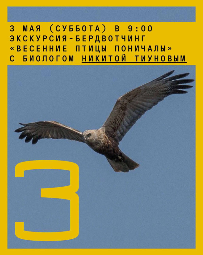 „ფრინველები პონიჩალაში“ – ბერდვოჩინგის ტური ბიოლოგთან ნიკიტა ტიუნოვთან