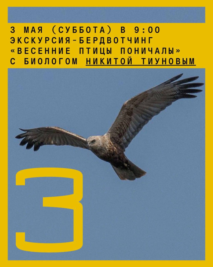 „ფრინველები პონიჩალაში“ – ბერდვოჩინგის ტური ბიოლოგთან ნიკიტა ტიუნოვთან