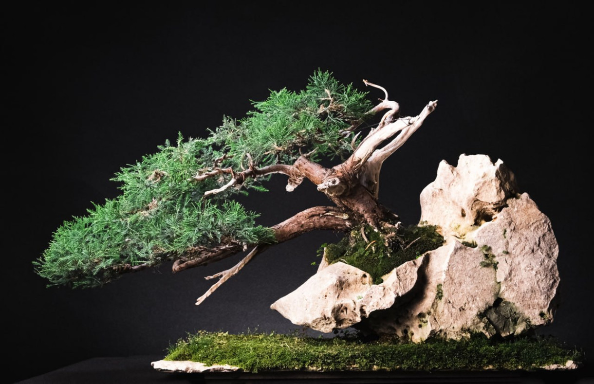“The Aesthetics of Bonsai”