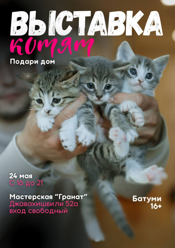 Batumi’s First Ever Kitten Exhibition!