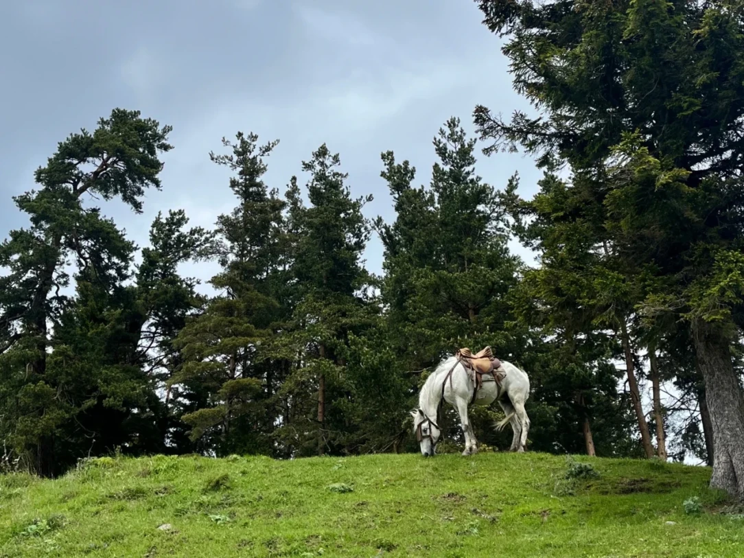 HORSEBACK ADVENTURE TO MOUNTAIN BORJOMI! - 47