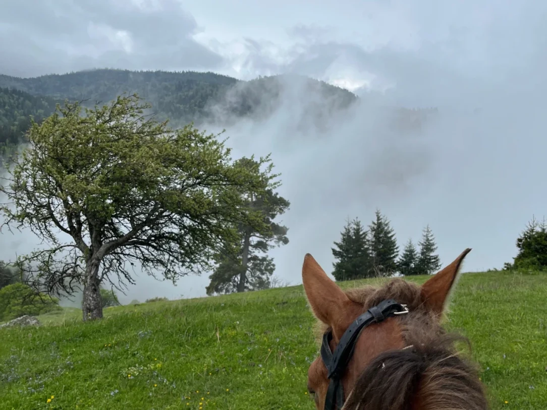 HORSEBACK ADVENTURE TO MOUNTAIN BORJOMI! - 49