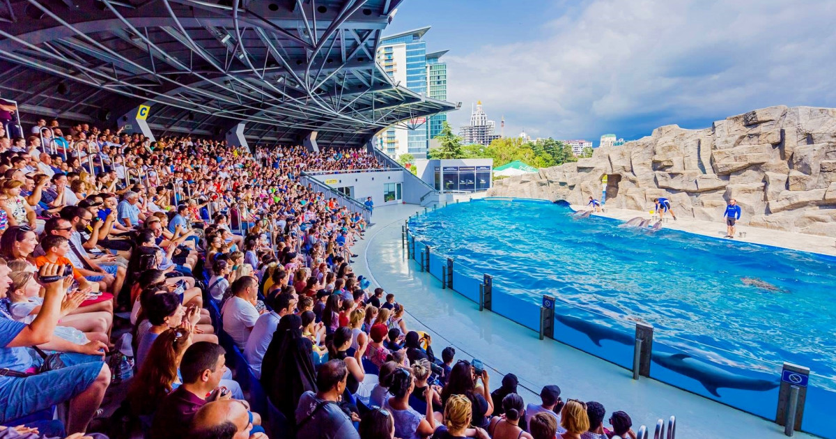 Dolphin Show in Tbilisi ᐉ Events Schedule | YOLO | Yolo