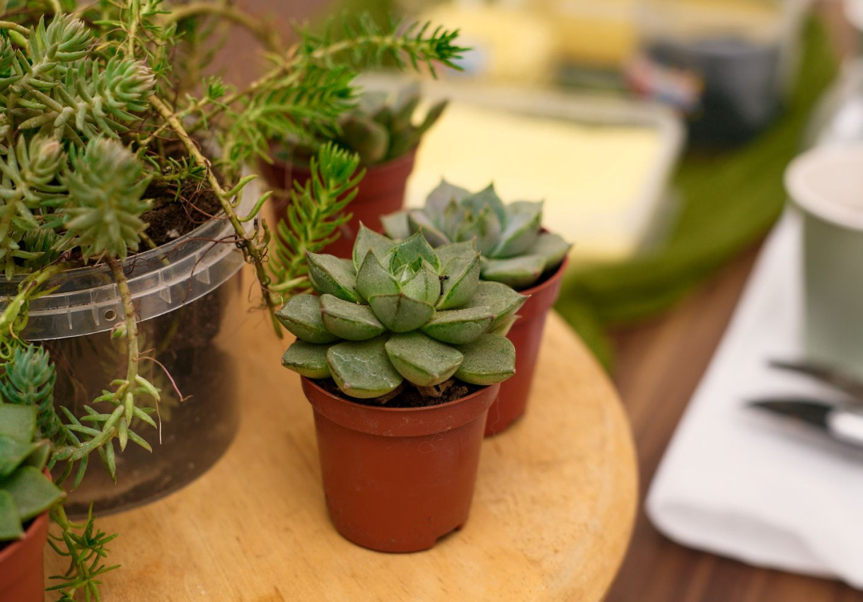 Terrarium Workshop for a Couple - 1590